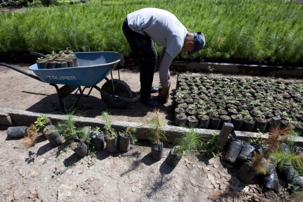 TG6001. TEGUCIGALPA (HONDURAS), 22/04/2017.- Un hombre dispone árboles para la siembra hoy, sábado 22 de abril 2017, en el Parque las Naciones Unidas en Tegucigalpa (Honduras). Organizaciones ambientalistas públicas y privadas de Honduras han conmemorado hoy el 'Día de la Tierra' con la siembra de miles de árboles en zonas urbanas y rurales para concienciar a la población sobre la importancia de cuidar el planeta. EFE/Gustavo Amador