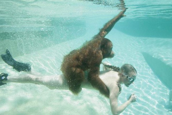 El orangután que bucea