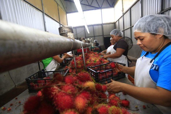 Resiliencia: agricultura inteligente impulsa a productores