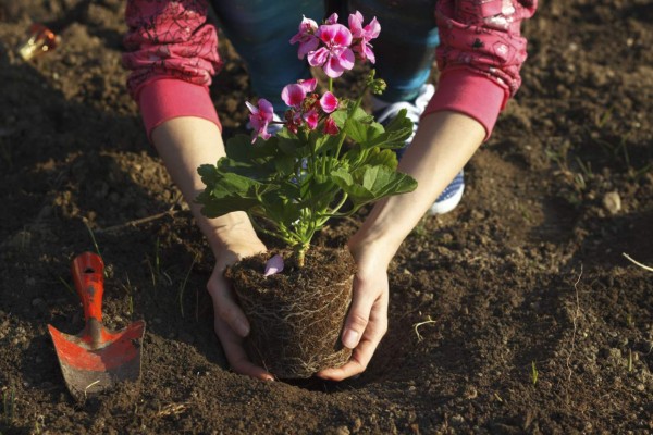Planting geraniums into the main garden