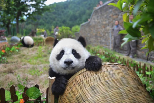 This photo taken on June 10, 2018 shows a panda playing with a basket during a simulated football match at the Shenshuping Base of the China Conservation and Research Centre for the Giant Panda in Wenchuan in China's southwestern Sichuan province, to mark the Russia 2018 World Cup. / AFP PHOTO / - / China OUT