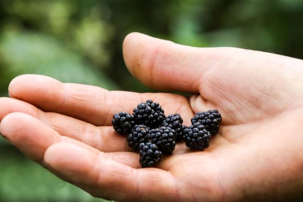 Las moras son cultivos que se aprecian cuando hace el recorrido por los senderos del parque, que es uno de los más lluviosos y frescos del país.
