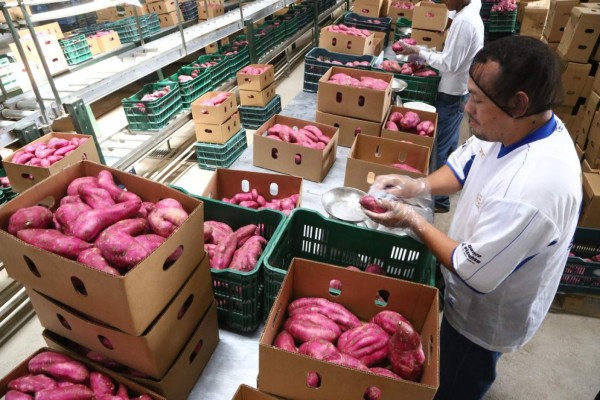 Exportación de camote, malanga y calabaza dejará más de L900 millones en ingresos