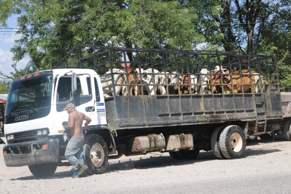 Trasladan 400 cabezas de ganado de finca de los Rosenthal en Santa Bárbara