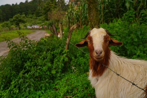 Guajiquiro: cuna lenca de tierras frías en Honduras