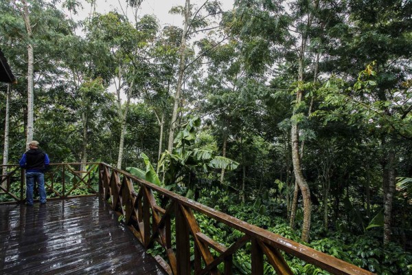 Aventura cafetalera en Copán