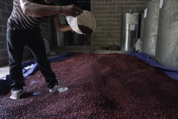 Estiman que precio del frijol bajará con producción de postrera