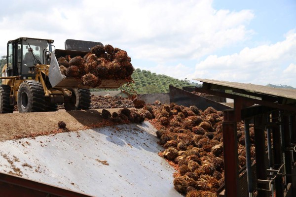 Honduras es líder mundial en generación de energía a base de palma