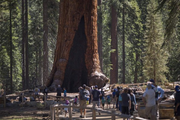 Las secuoyas gigantes de Yosemite, bajo las estrellas