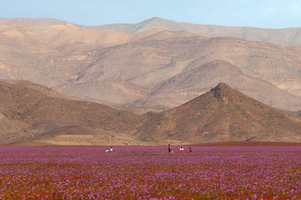 El desierto chileno se cubre de flores