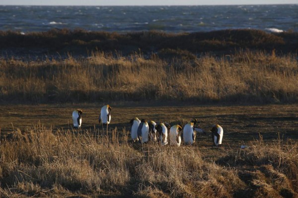 Tierra del Fuego, donde el pingüino es el rey