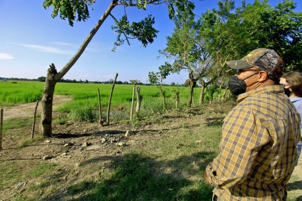 Productores de Colón estiman L100 millones en pérdidas por daños al arroz