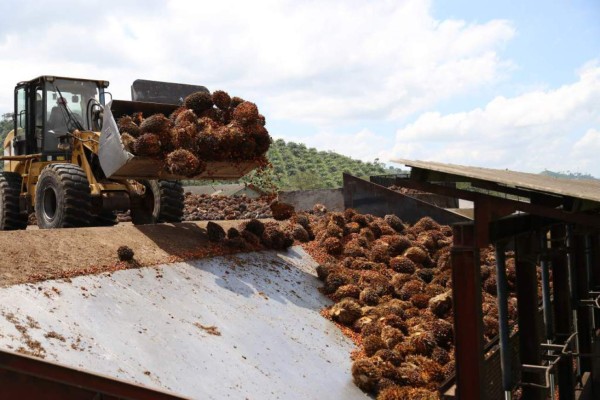 Palmeros buscan certificar el 100% de su producción