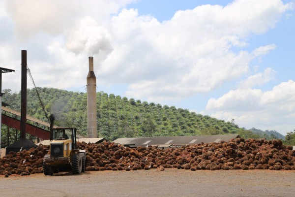 Palmeros le apuestan a la producción de biocombustible