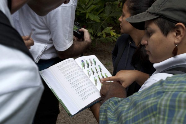 Hermosas especies de aves en Honduras