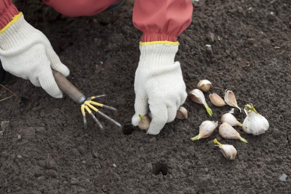El ajo, especial para todo