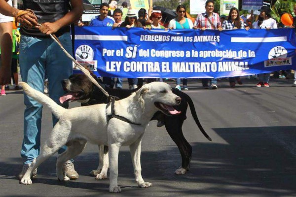 Controlarán crianza y venta de animales en Honduras