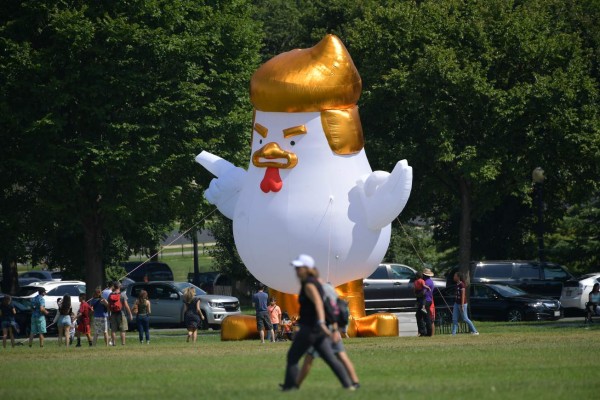 Gallina parecida a Donald Trump soprende frente a la Casa Blanca  