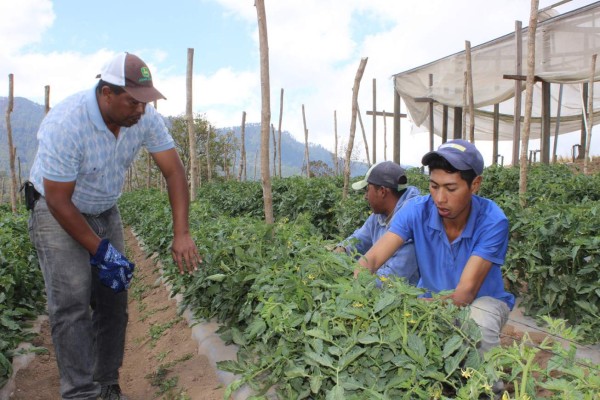Maíz con sistema de riego también será afectado por la sequía