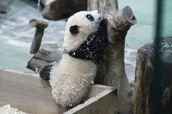 Uno de los últimos grandes pandas de Taiwán aparece por primera vez ante las cámaras