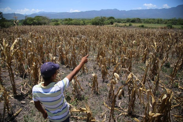 Temen una hambruna: sequía devasta cultivos en El Paraíso y Olancho