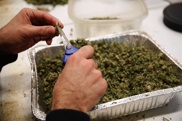 Una hormona reduce el efecto psicoactivo de la marihuana