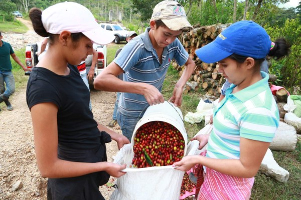 Comayagua, el mayor productor de café