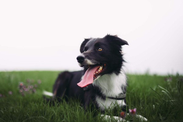 Día Mundial del Perro: beneficios de tener un canino en casa