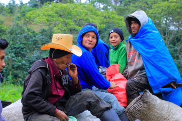 Cortadores de café imponen los precios en Copán