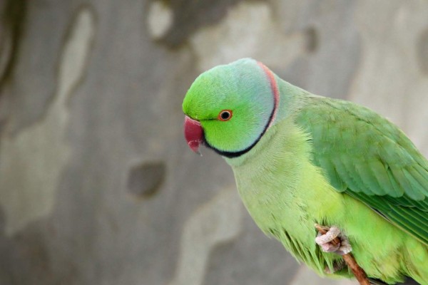 Un loro, interrogado por la policía