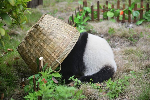 This photo taken on June 10, 2018 shows a panda playing with a basket during a simulated football match at the Shenshuping Base of the China Conservation and Research Centre for the Giant Panda in Wenchuan in China's southwestern Sichuan province, to mark the Russia 2018 World Cup. / AFP PHOTO / - / China OUT