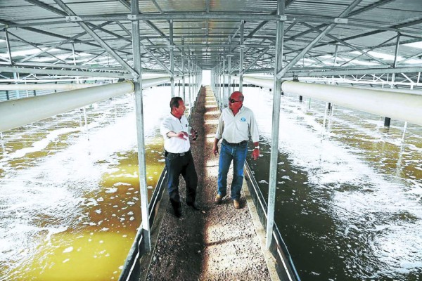 Camaroneros de Honduras les ponen sabor mexicano a sus exportaciones