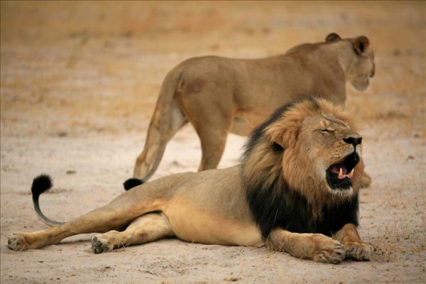 Investigan supuesta caza del Jericho, hermano de Cecil