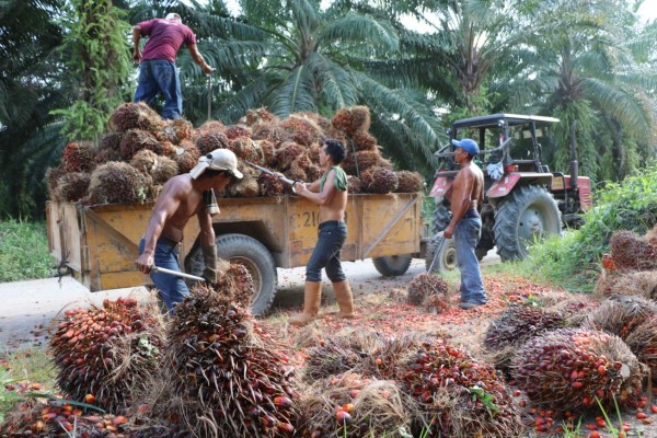 Palmeros denuncian 'guerra comercial” contra su producto