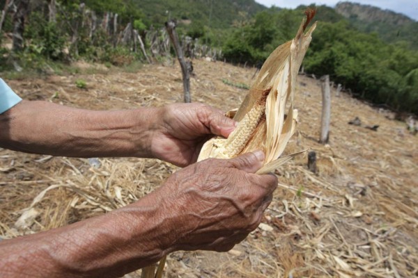 Calculan que perdida de granos en Corredor Seco alcance el 30%