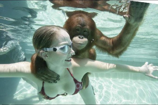 El orangután que bucea
