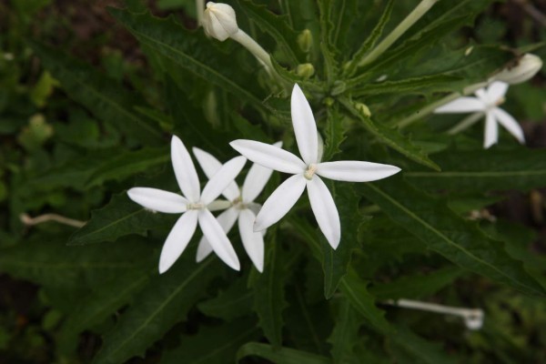 Mar, montañas y manglares esperan a los turistas en Cuyamel