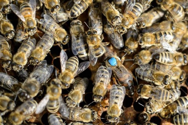 Abejas obligan a evacuar un avión de pasajeros en el aeropuerto de Moscú
