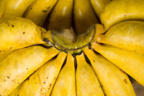 Amazonas, el tour de un hondureño