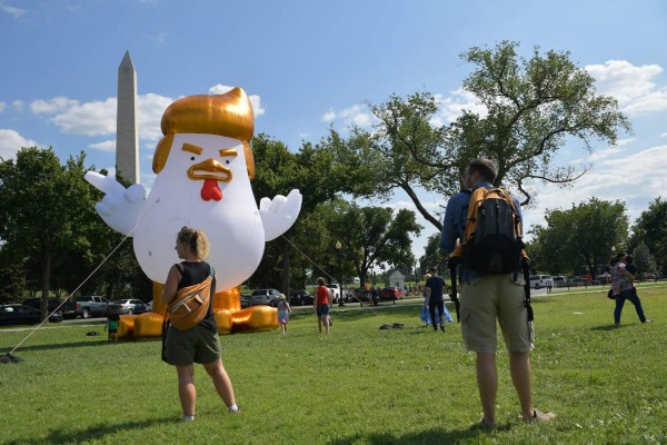 Gallina parecida a Donald Trump soprende frente a la Casa Blanca  