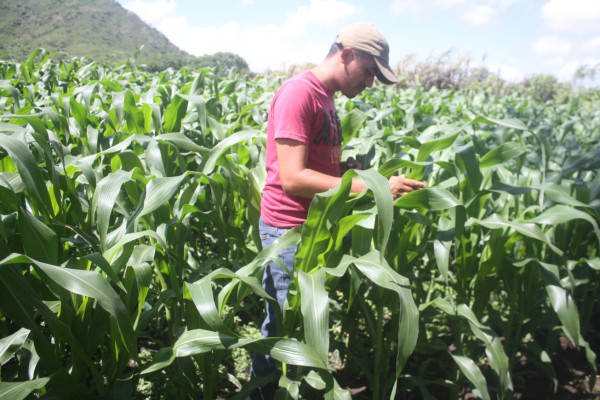 Precio del maíz será más bajo