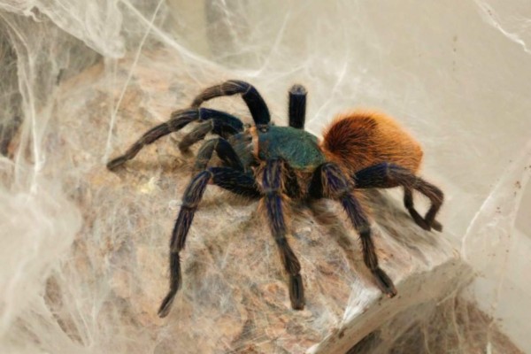 7 mil insectos fueron robados de un museo en Filadelfia