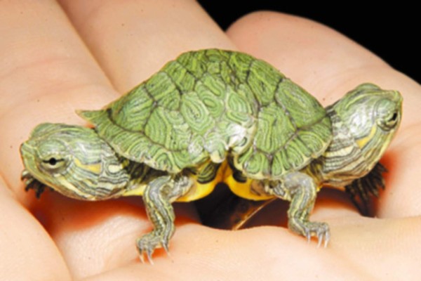 Tortuga con dos cabezas