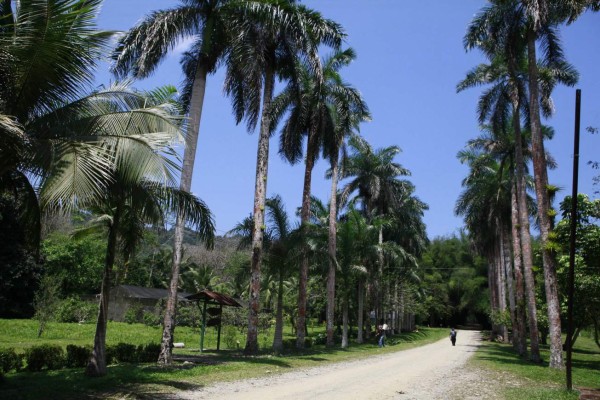 Lancetilla, joya vegetal de Honduras   