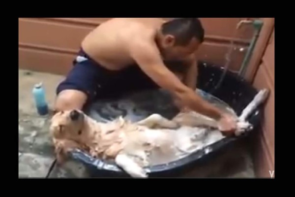 Video: Perro sonríe y se queda dormido mientras lo bañan