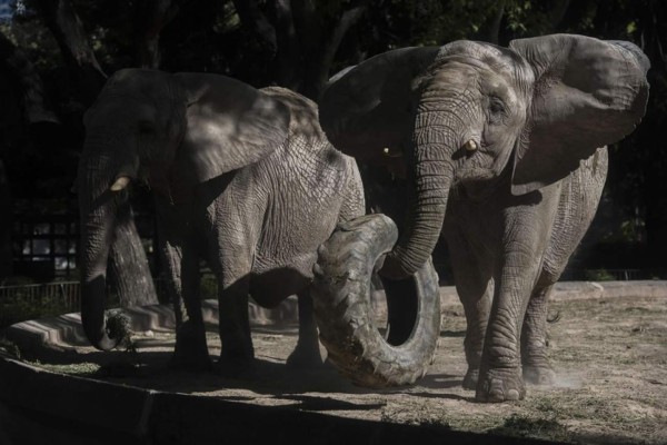 Tres elefantes del zoo de Buenos Aires tendrán sus propios abogados  