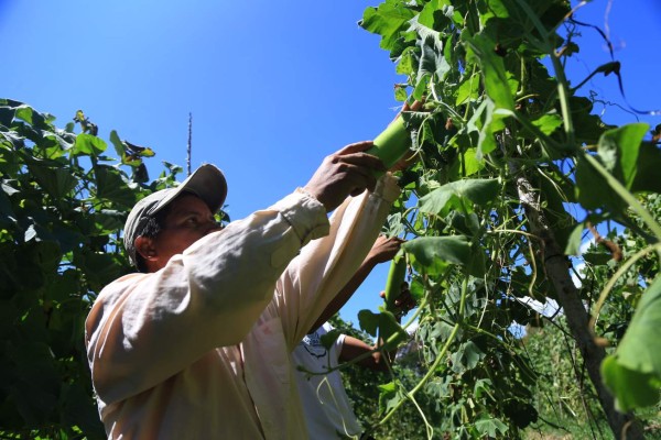 Escapan de la crisis productores de vegetales orientales