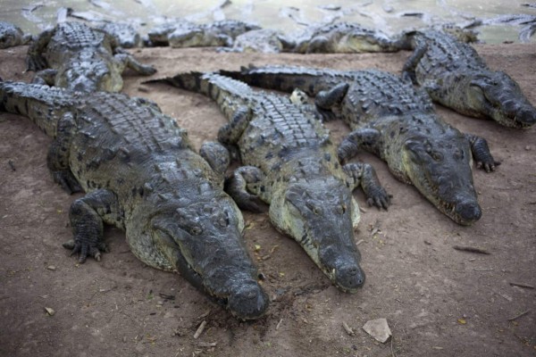200 cocodrilos de los Rosenthal han muerto
