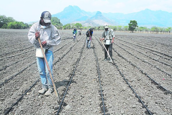 Invierten L52 millones mediante entrega de bonos agrícolas
