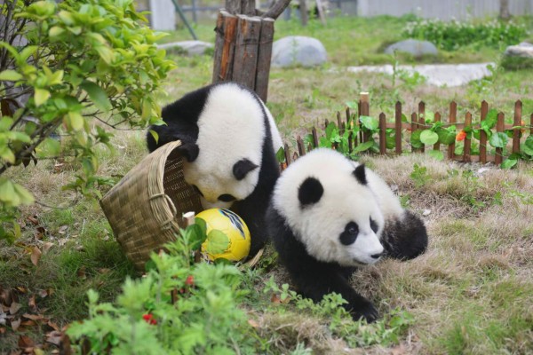 Los osos panda celebran su propio mundial